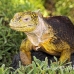 iguana_land_spz_h_0205_ecu1904.jpg